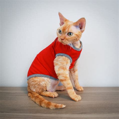 kitten in shirt