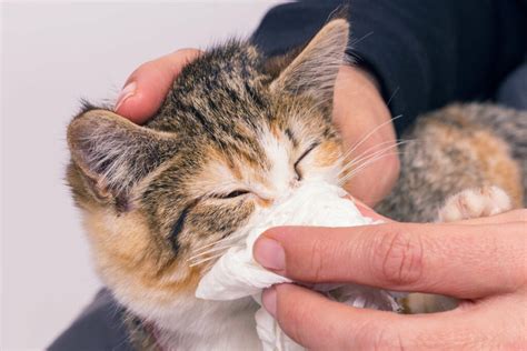 kitten sneezing