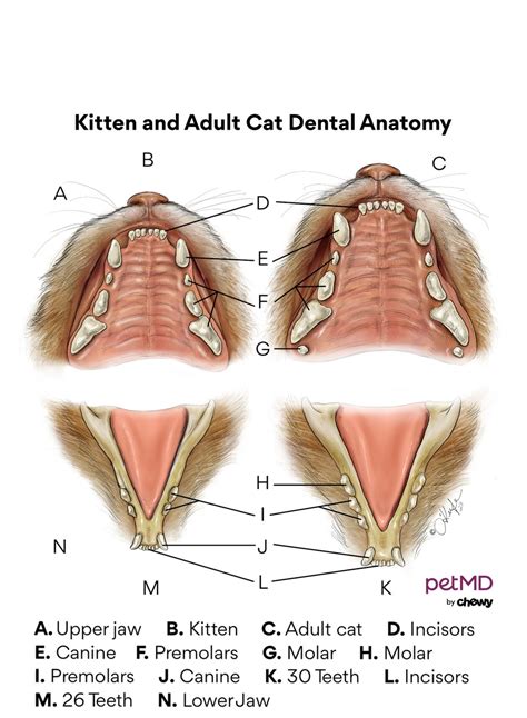 kitten teething