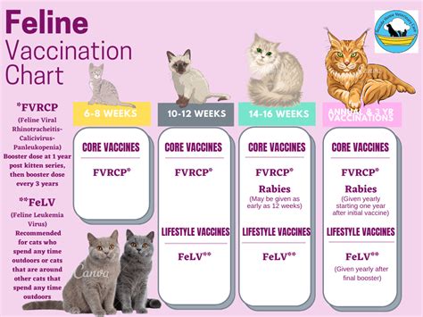 kitten vaccinations near me