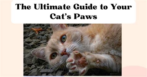 kittenkittykit: The Ultimate Guide to Unlocking Your Cat's Potential