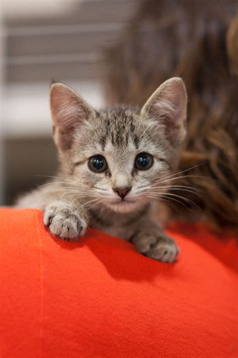 kittens to adopt