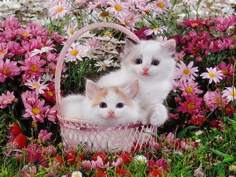 kitty's flowers