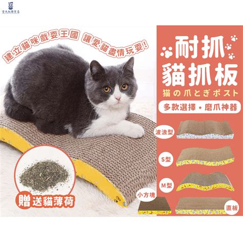 kitty 貓：寵物界裡的療癒神獸