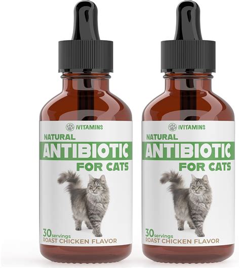 kitty antibiotics