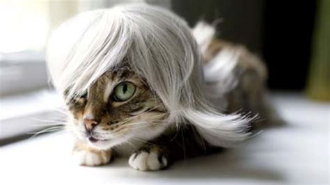 kitty wigs