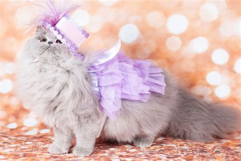 kittykimz: The Feline Fashionista Who's Taking the World by Storm