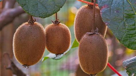 kiwifruit growing and handling kiwifruit growing and handling Reader