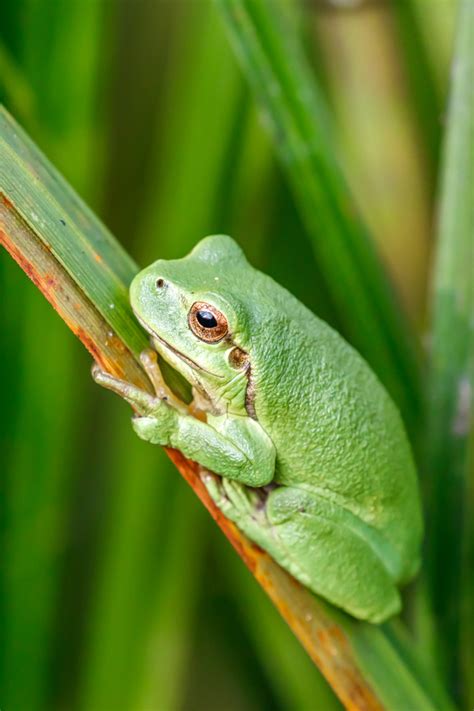 kleine gr ne wetterfrosch wandkalender laubfrosch portraits Epub