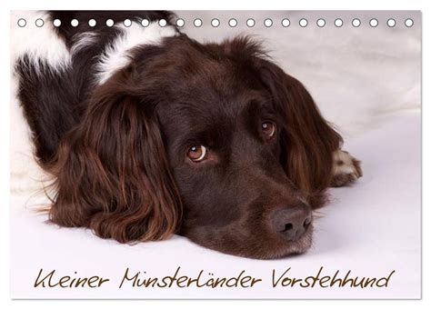 kleiner m nsterl nder vorstehhund tischkalender 2016 Reader