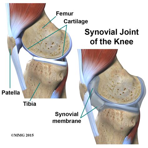 knee joint