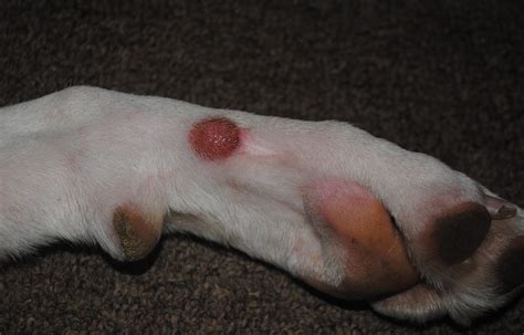 knot on dog's leg