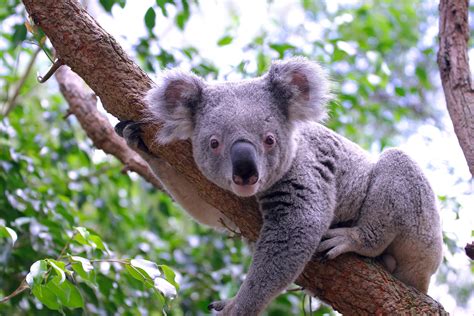koalas australian animals PDF