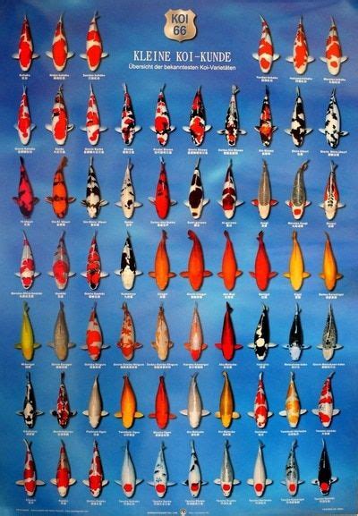 Koi Fish Identification Chart