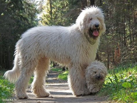 komondor hungarian sheepdog