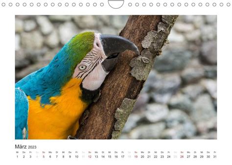 kunterbunte papageien sittiche tischkalender 2016 Epub