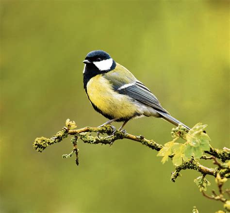 kwiek de koolmees een vogelroman Reader