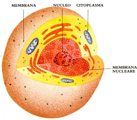 la cellula struttura PDF