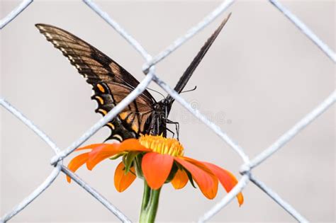 la mariposa atrapada Kindle Editon