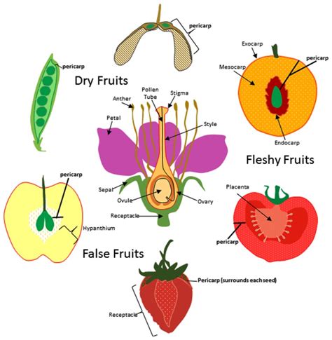 la vie des fruits origine development structure Epub