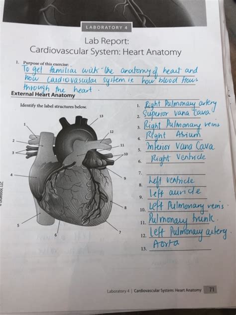 lab 38 heart structure answers Epub