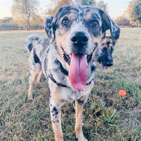 lab australian shepherd mix