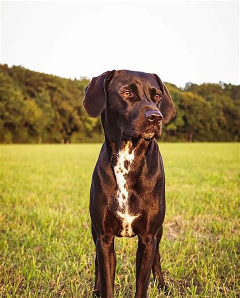 lab dalmatian mix