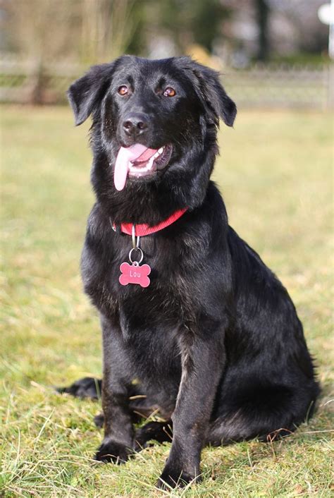 lab mixed with collie