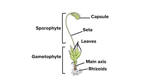 label diagram of funaria pdf PDF