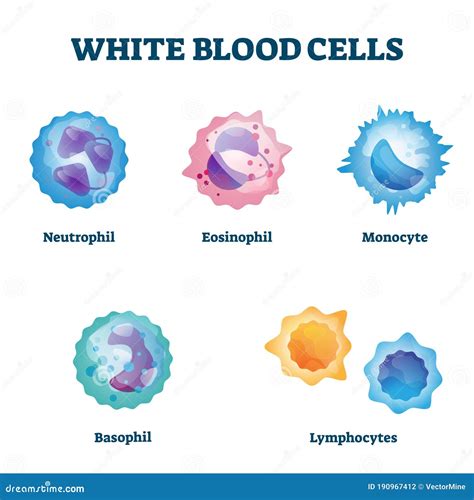 label diagram of white blood cell pdf Kindle Editon