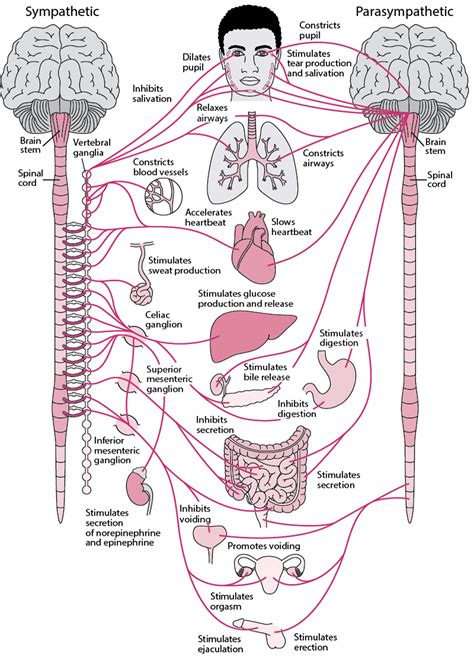 label the autonomic system Doc