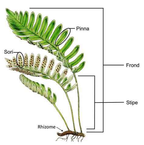labeled diagram of fern pdf Epub