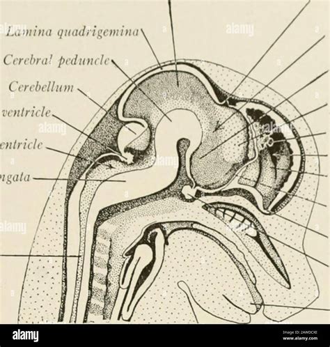 labeled diagram of fetal pig brain Reader