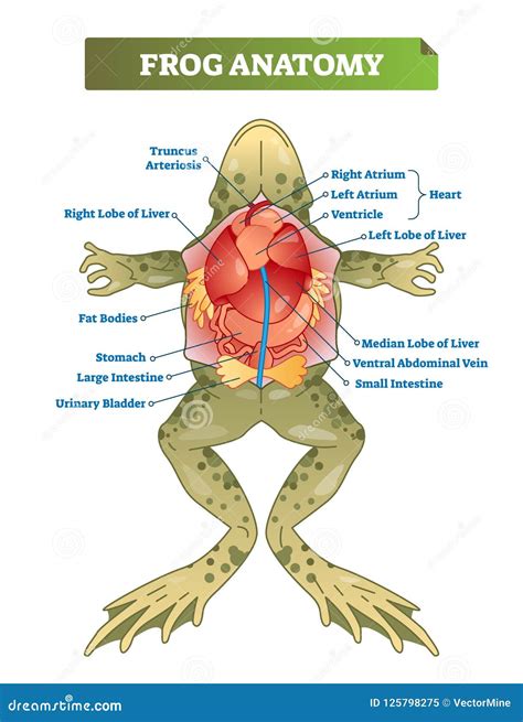 labeled diagram of frog organs PDF