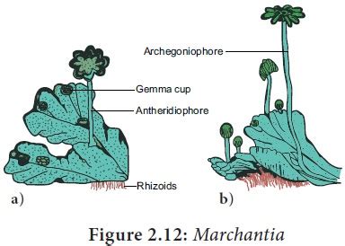 labeled diagram of marchantia pdf Reader