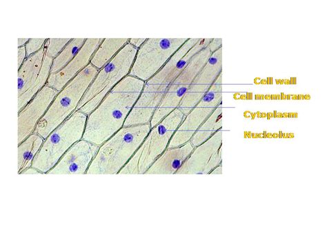 labeled diagram of onion skin cell pdf Doc