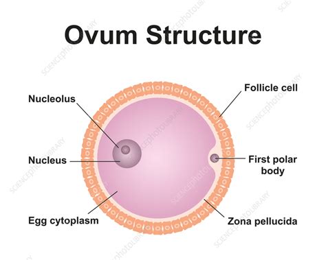 labeled diagram of ovum pdf PDF