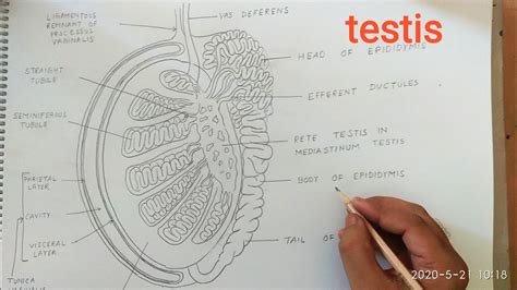 labeled diagram of testes pdf Epub