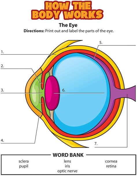 labeled diagram of the eye for kids pdf PDF