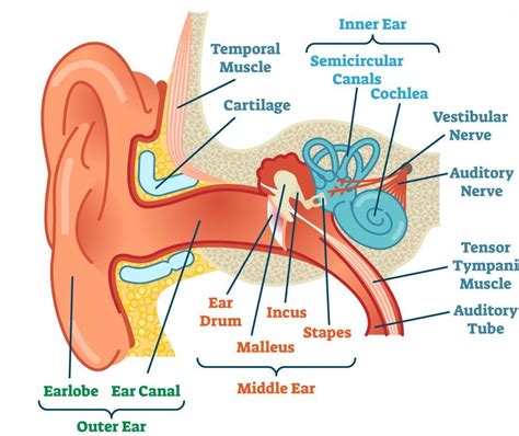 labeled diagram of the human ear pdf Reader