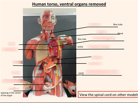 labeled diagram of the human torso model pdf Doc