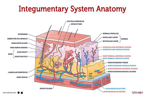 labeled diagram of the integumentary system pdf Doc