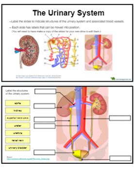 labeling the urinary system answer key PDF