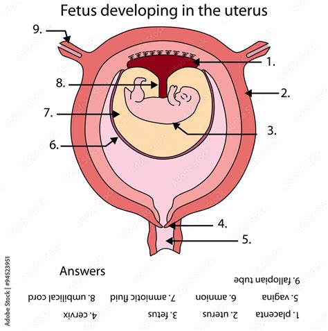 labelled diagram foetus in womb Doc