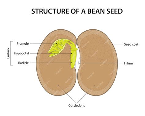 labelled diagram of a bean seed pdf Epub