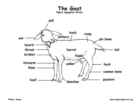 labelled diagram of a goat sheep pdf Doc