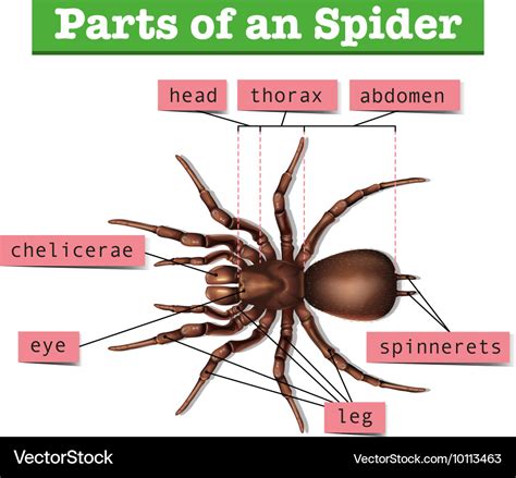 labelled diagram of a spider pdf Reader