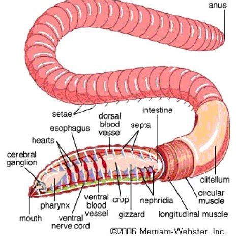 labelled diagram of an earthworm pdf Doc