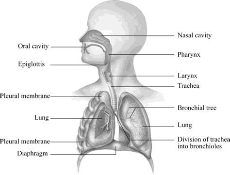 labels of the respiratory system