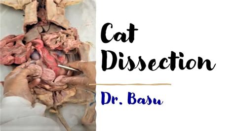 laboratory report 24 cat dissection musculature Reader